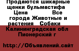 Продаются шикарные щенки бульмастифа › Цена ­ 45 000 - Все города Животные и растения » Собаки   . Калининградская обл.,Пионерский г.